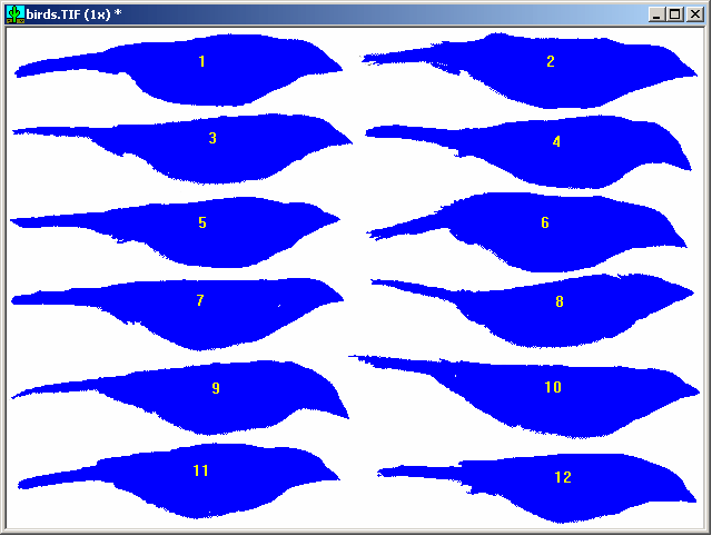 SigmaScan Pro